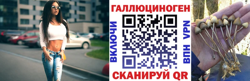 цены Пустошка Галлюциногенные грибы Psilocybe